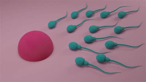 IVF sėkmės statistika