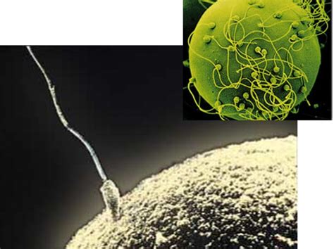 Spermatozoidų ir kiaušialąstės schema