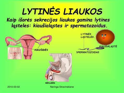 Lytinių liaukų diferenciacija žmogaus gemalo stadijoje