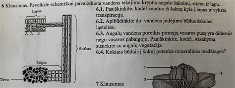 Augalo audinių tipai