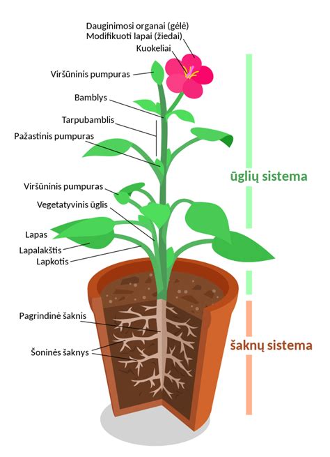 Pagrindiniai vegetatyviniai augalo organai