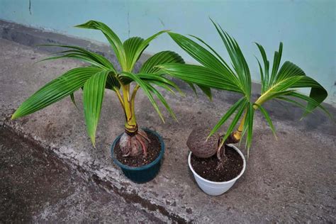 Neįgalus vaikas, kuriam reikalinga priežiūra