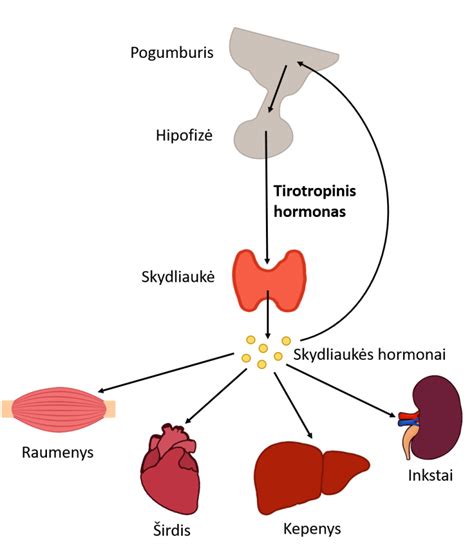 Infografika: Hormonai, reguliuojantys pieno gamybą
