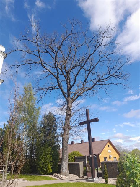 Medis augantis ir stiprinantis savo kamieną
