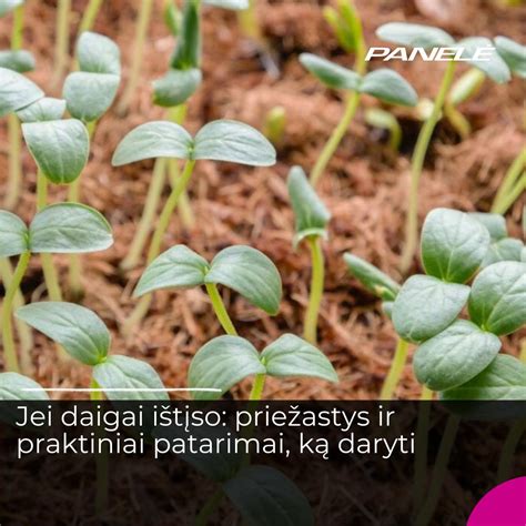 Įvairūs daržovių daigai