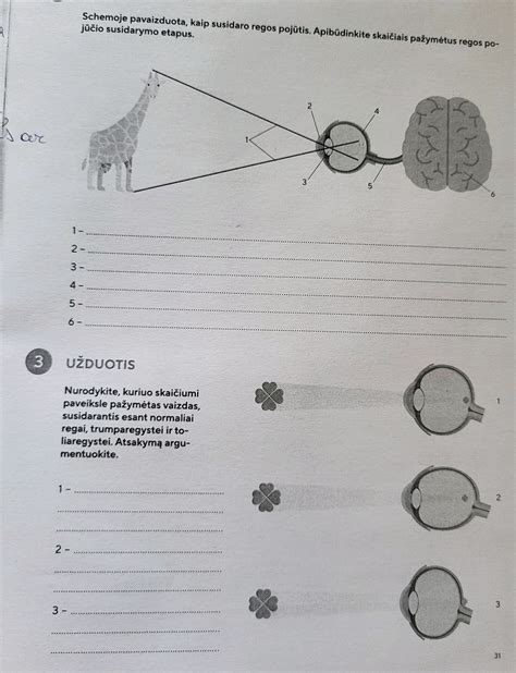 schemoje pavaizduota struktūruotos dienos eiga
