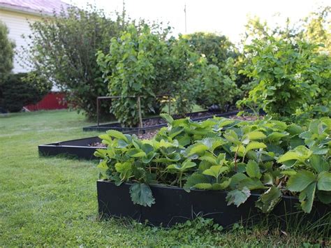 Estetiškas daržas prie namų