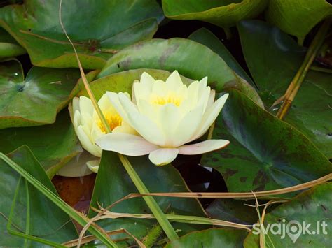 Vandens augalai Traupio botanikos sode