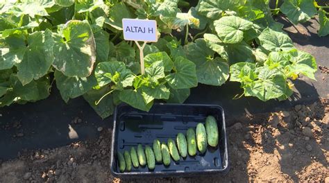 Derlius iš daržo kvadratiniame metre