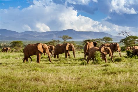 Ngorongoro krateris su laukine gamta
