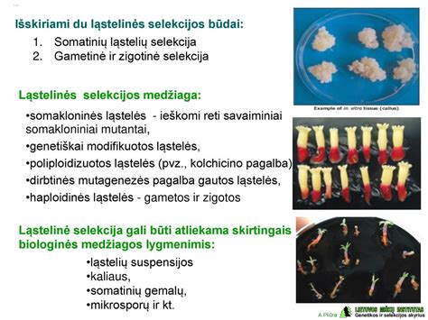 Biologinės medžiagos karvių reprodukcijai