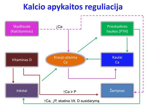 Schema, iliustruojanti kalcio ir vitamino D vaidmenį nėštumo metu