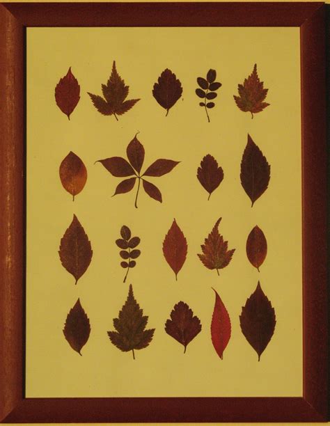 Paveikslėliai iš džiovintų lapų