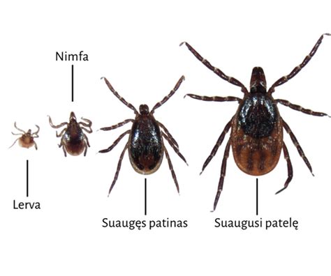 Erkės pavaizduotos ant lapo