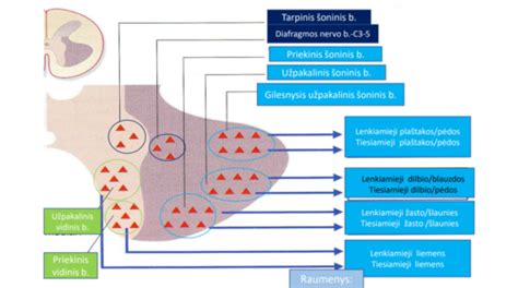 Smegenų kamieno schema su pažymėtais svarbiausiais centrais