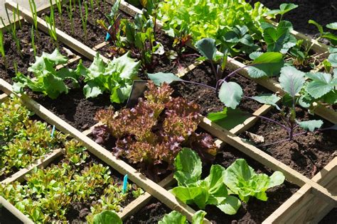 Augalų išdėstymas pagal saulę