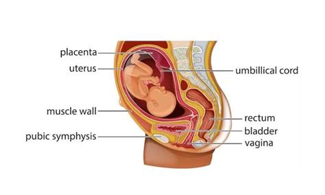 Placenta ir virkštelė