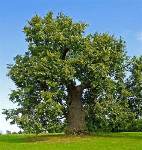 Simbolinis medžio atvaizdas su vardais