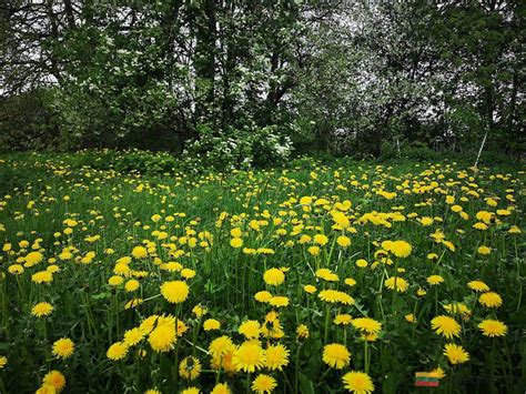Geltonos kiaulpienių galvutės