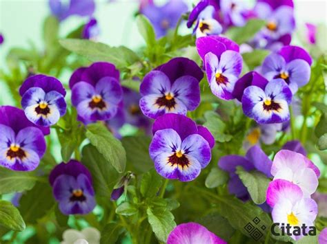 Dirvinės našlaitės žiedai