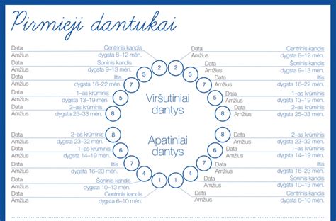 Kūdikio dantukų dygimo schema