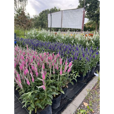 Įvairios daržo gėlės