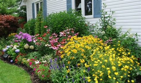 Daugiamečių gėlių pavyzdžiai