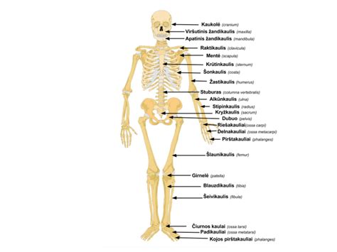 Schematinis žmogaus skeleto pavaizdavimas su akcentu ant pėdų