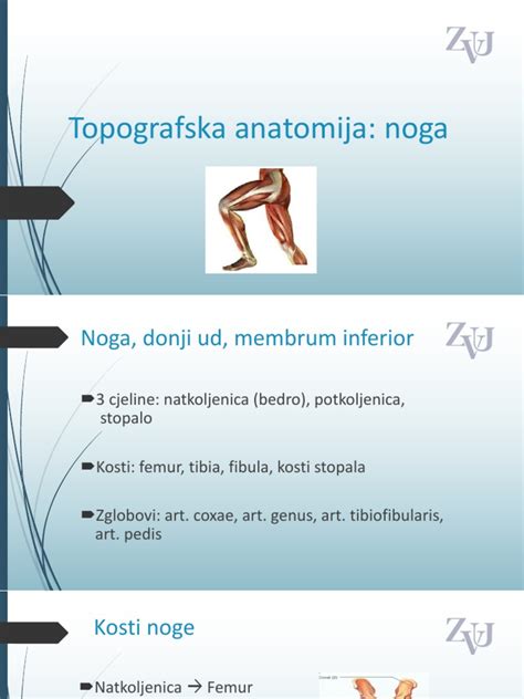 Dramblio straublio anatomija