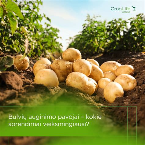 Bulvių auginimo principai