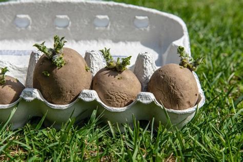 Netradiciniai bulvių auginimo būdai