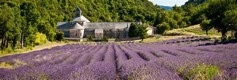 Levandų laukai Prancūzijoje