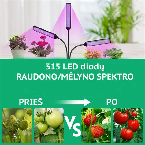 Augalų auginimo eksperimentas su pupelėmis