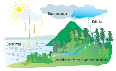 Augalų dalys ir vandens apytakos ratas