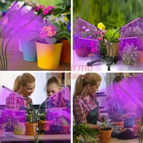 Augalų auginimo eksperimentai darželyje