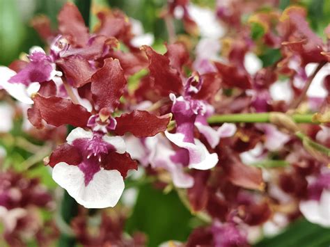 Oncidium Sharry Baby orchidėjos žiedai