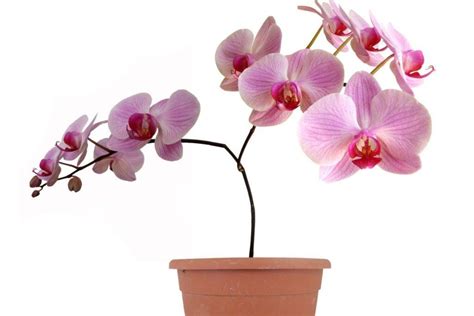 Šviesos poreikis orchidėjoms