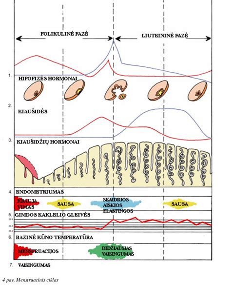 Moters menstruacinis ciklas ir vaisingos dienos