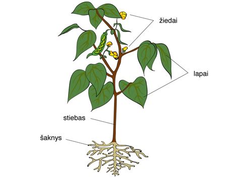 Schema apie augalų šaknų sistemas