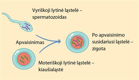 Lytinių chromosomų paveldėjimas