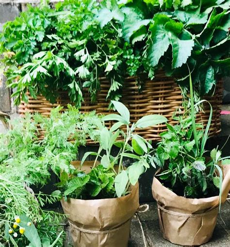 Prieskoninių žolelių rinkinys vazonuose ant palangės