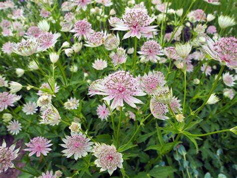 Didžioji astrantija (Astrantia major)