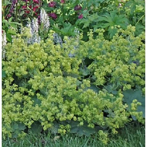 Švelnioji rasakila (Alchemilla mollis)