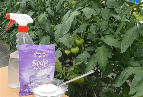 Soda kaip priemonė nuo kenkėjų sode