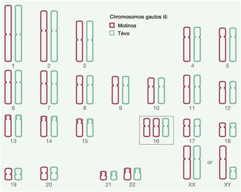 Schema: žmogaus chromosomų poros