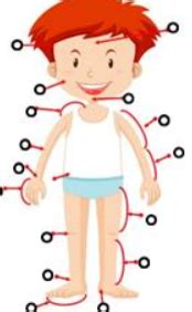 Schema: žmogaus spermatozoido sandara