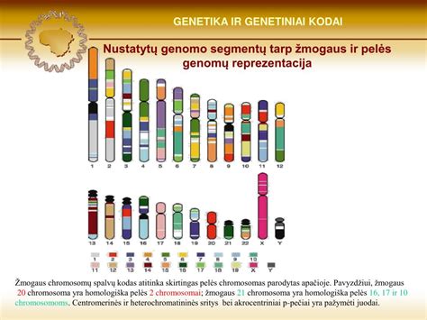 Lentelė: Chromosomų skaičius skirtingose rūšyse