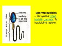 Kiaušialąstės apvaisinimas spermatozoidu