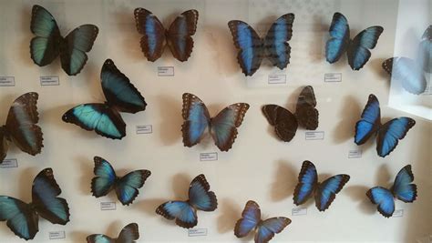 Drugelių ekspozicija Akmenės krašto muziejuje