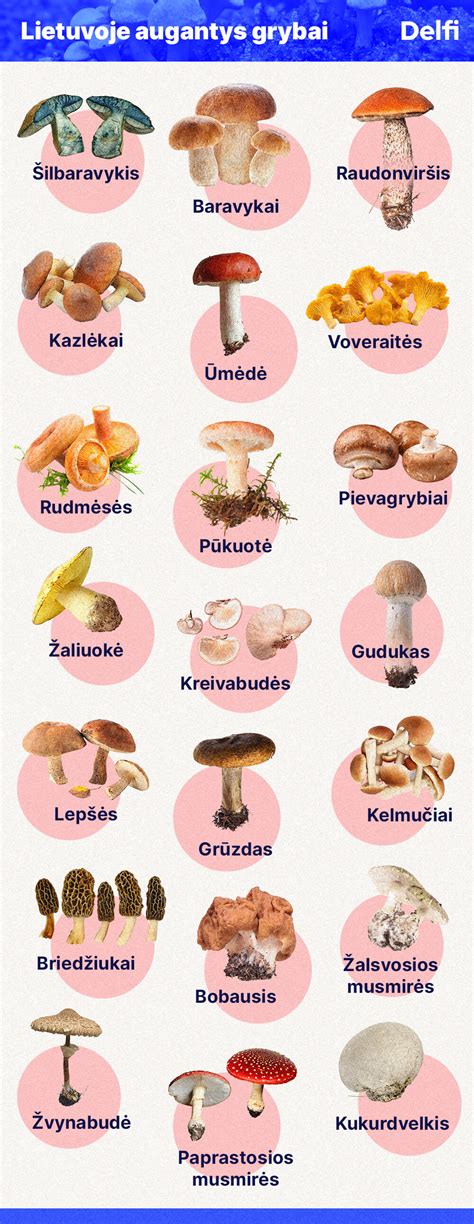 Įvairūs Lietuvos grybai
